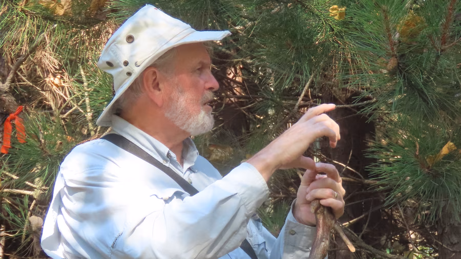 David Hawke inspecting Red Pines at Hawke's Nest.